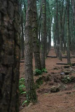 Pine forest Foto stock