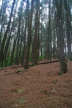 Pine forest Stock Photos