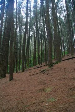 Pine forest Stock Photos