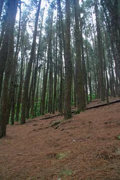 Pine forest Stock Photos
