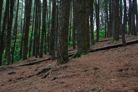 Pine forest Stock Photos