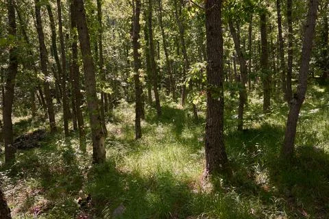 A pine forest Stock Photos