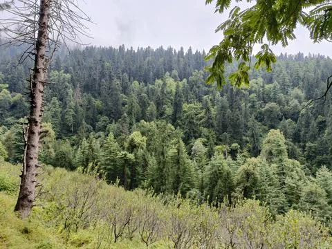 Pine Forest Stock Photos