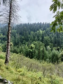 Pine Forest Stock Photos