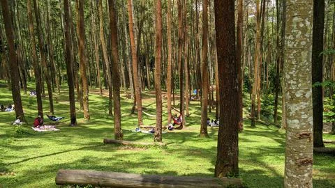Pine forest Foto stock