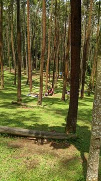 Pine forest Foto stock