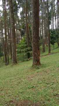 Pine forest Foto stock