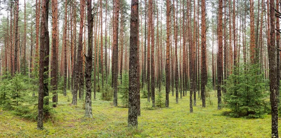 Pine forest Stock Photos