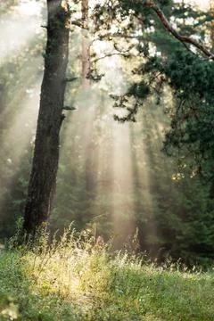 Pine forest Stock Photos