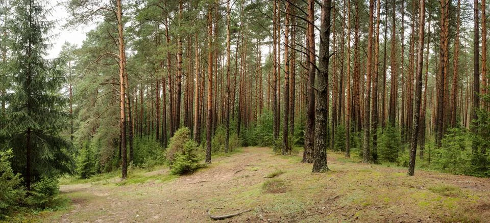 Pine forest Stock Photos