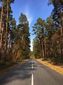 Pine forest Stock Photos