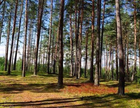 Pine forest Stock Photos