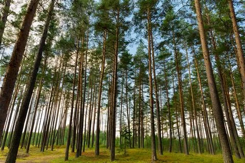 Pine forest 스톡 사진