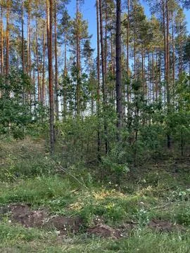 Pine forest Stock Photos