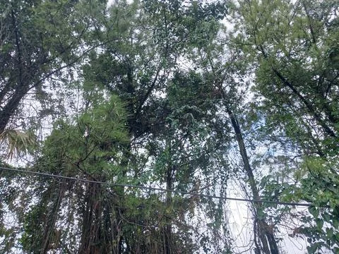 Pine forest Stock Photos