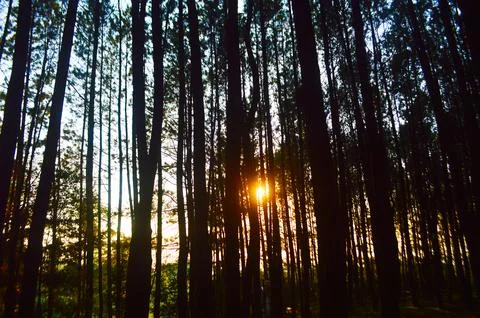 Pine forest Stock Photos