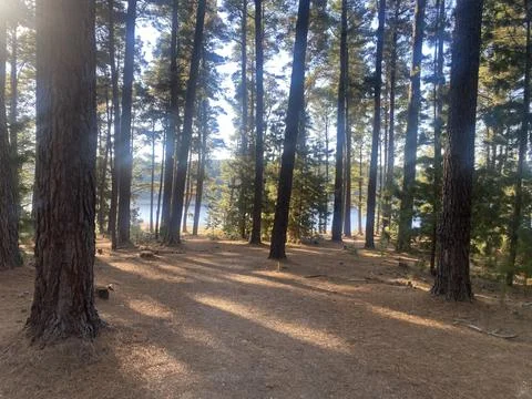 Pine Forest Stock Photos