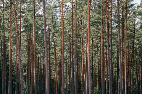 Pine Forest Stock Photos