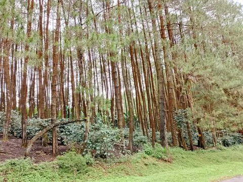 Pine forest Stock Photos