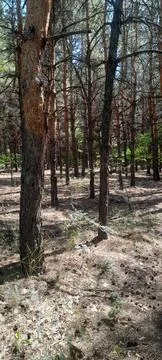 Pine forest Foto stock