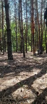 Pine forest Foto stock