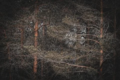 Pine forest Stock Photos