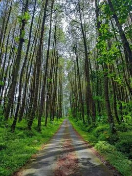 Pine forest Fotos de archivo