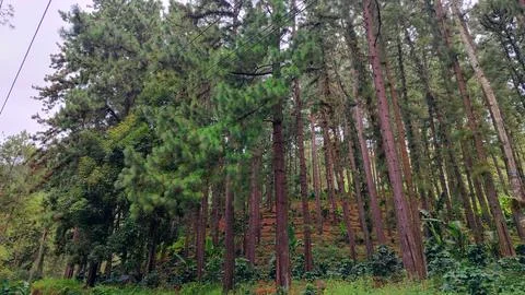 Pine forest Stock Photos