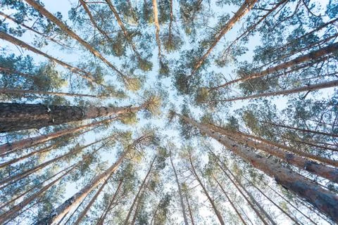 Pine forest photographed from the bottom up. Stock Photos