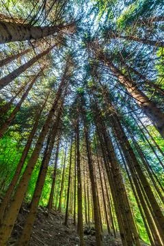 Pine forest, photographed looking up. Stock Photos