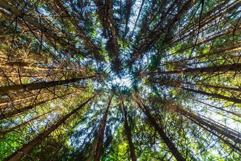 Pine forest, photographed looking up. Stock Photos