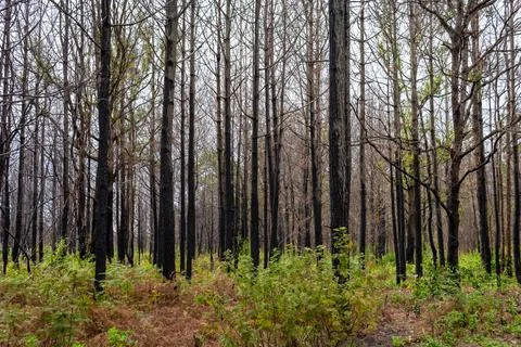 Pine forest Phu kradueng mountain in Loei in Thailand Resurrected after Stock Photos