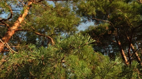 Pine forest. pine branches on blue sky. 4K UHD video Stock Footage 158763350