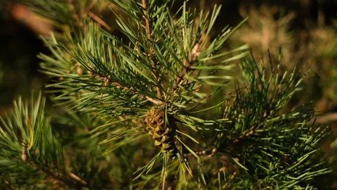 Pine forest. Pine branches close up. 4K UHD video Stock Footage 163141244