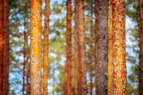 In a pine forest, pine branches in the sun. Stock Photos