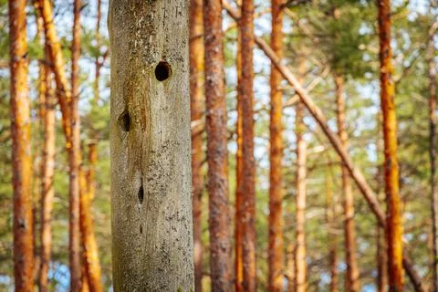 In a pine forest, pine branches in the sun Stock Photos