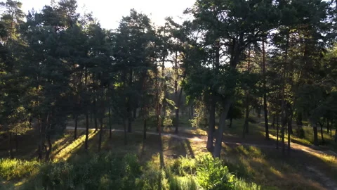 Pine forest. Pine forest in summer Stock Footage 135783770