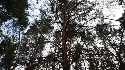 A pine forest, pine grove is a forest in which the main forest Stock Footage 281753306
