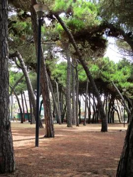 Pine forest of pine trees b Stock Photos