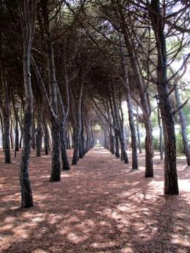 Pine forest of pine trees a Stock Photos