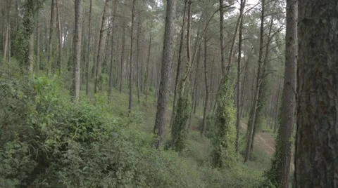 A pine forest - pine trunk Stock Footage 43863845