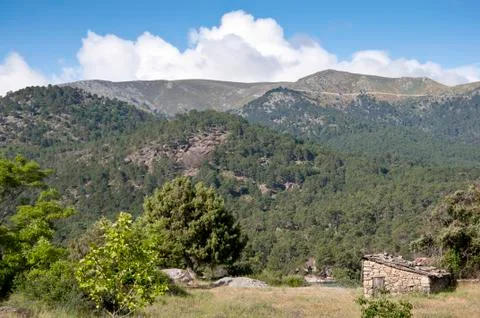Pine forest, Pinus pinaster, next to the reservoir of El Burguillo Stock Photos