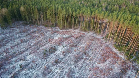 Pine forest, place of deforestation. Plowed plot of wood after felling Vídeos de archivo 239855414