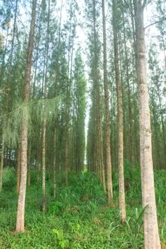 Pine forest in plantation Stock Photos