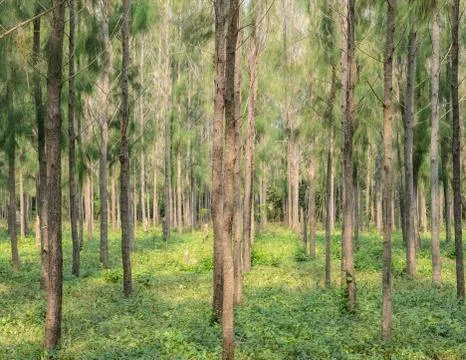 Pine forest plantation Stock Photos