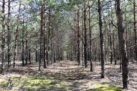 Pine forest planting vertical Foto stock