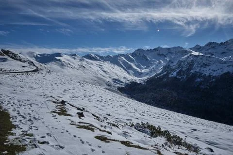Pine forest in the pyrenees Foto stock