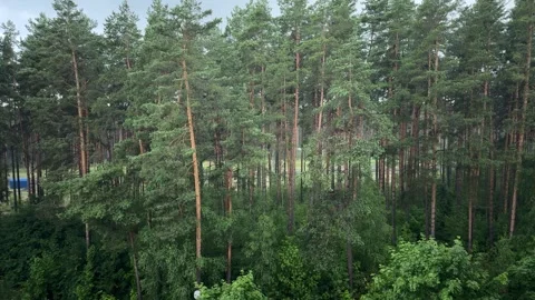 Pine forest with rain drops ending, tall evergreen trees in woodland  Vídeo Stock 339723196