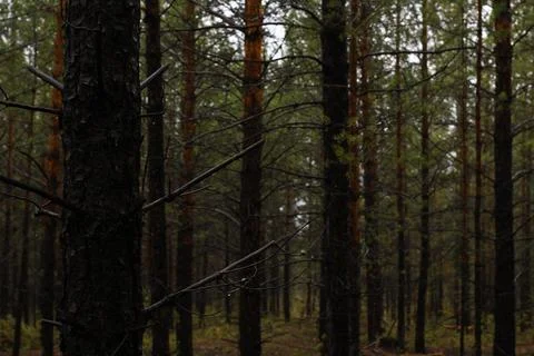 Pine forest in rainy weather Stock Photos