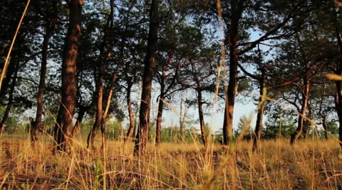 Pine forest in rays of morning sun Stock Footage 41857430